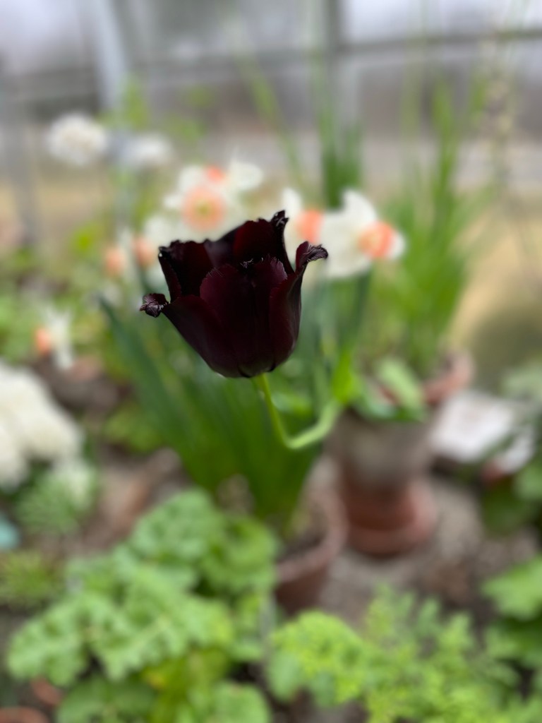 A closeup of a dark purple tulip with feathered petals and daffodils out of focus behind it. 